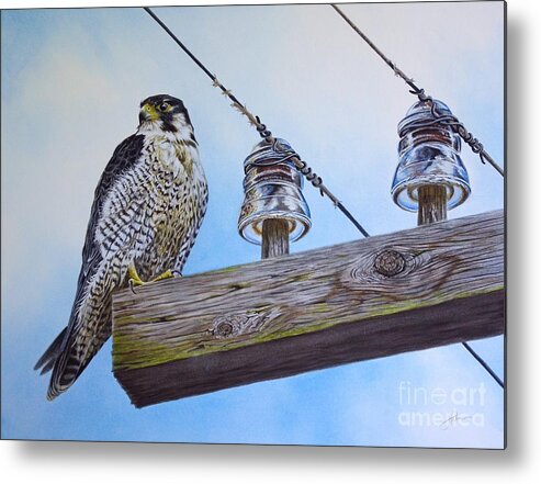 Peregrine Metal Print featuring the painting The Perfect Predator by Greg and Linda Halom