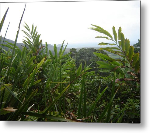 Rainforrest Metal Print featuring the photograph The Rainforrest Cairns by Martin Masterson