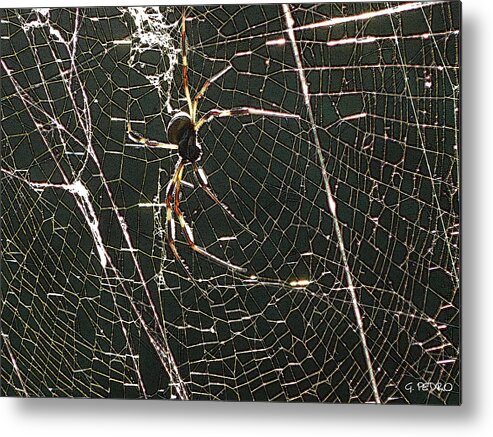 Banana Metal Print featuring the photograph the Spider's Web by George Pedro