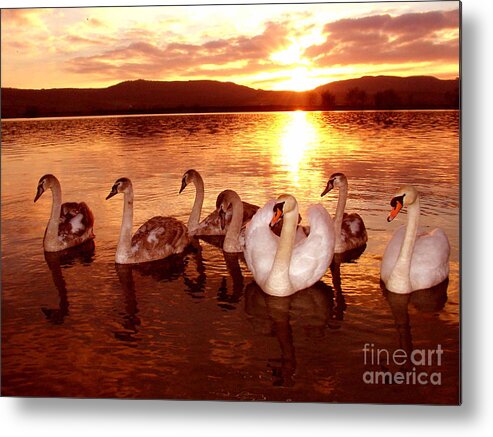 Swan Metal Print featuring the photograph The Swan Family by Joe Cashin