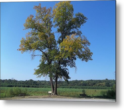 Blue Sky Metal Print featuring the photograph The Tree by Eric Switzer
