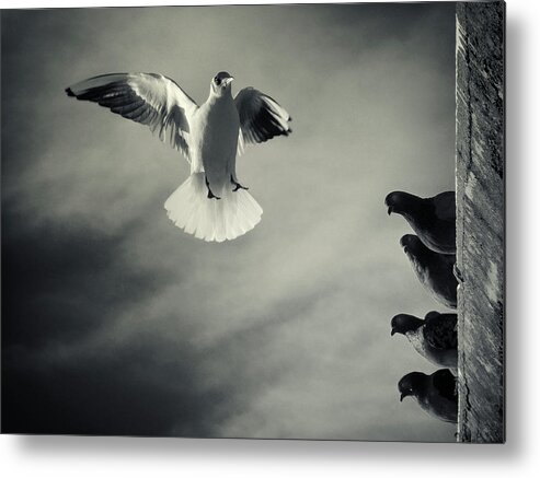 Seagull Metal Print featuring the photograph The White And The Blacks by Marco Bianchetti