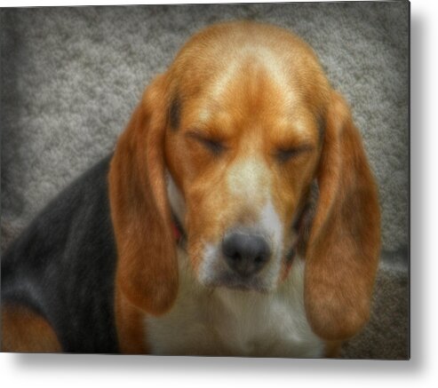 Beagle Metal Print featuring the photograph Thor by Amanda Eberly