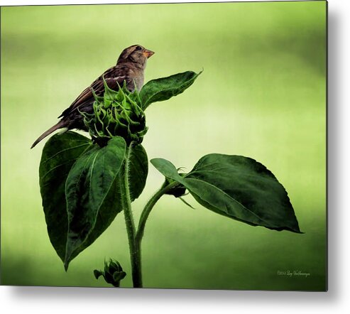 Bird Metal Print featuring the photograph Thoughtful Sparrow by Lucy VanSwearingen