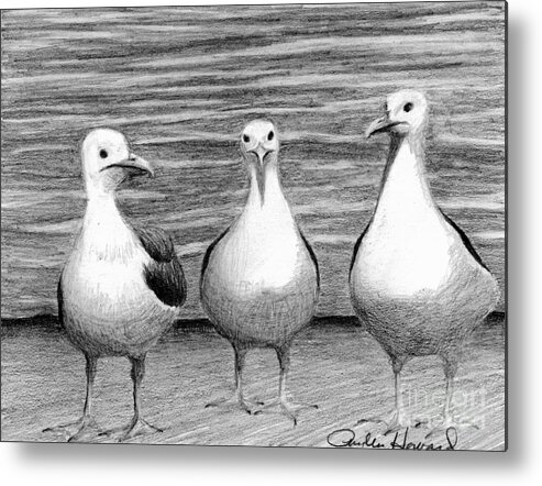 Sea Gulls Metal Print featuring the drawing Three Amigos by Phyllis Howard