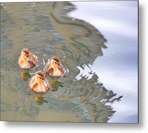 Shadow Metal Print featuring the photograph Three Ducklings Swimming In Lake by Juliak