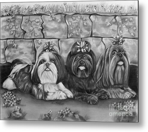 Shih Tzu Metal Print featuring the drawing Three Little Shih Tzus by Lena Auxier