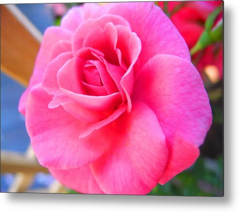 Rose Metal Print featuring the photograph Tickled by Sue McElligott