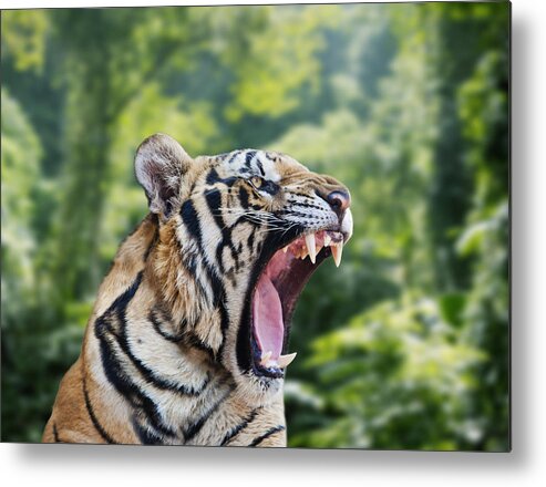 Snarling Metal Print featuring the photograph Tiger roaring in forest by John M Lund Photography Inc