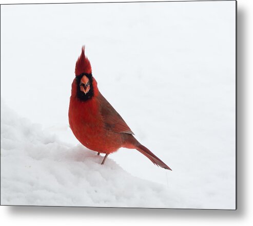 Jan Holden Metal Print featuring the photograph Tiny Cardinal in the Snow by Holden The Moment