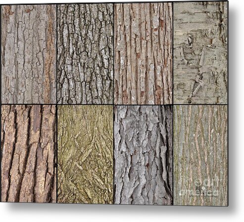 Tree Bark Metal Print featuring the photograph Tree Bark by Ronald Grogan