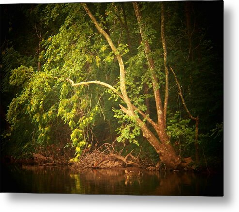 Tree Metal Print featuring the photograph Tree by the Cacapon by Joyce Kimble Smith