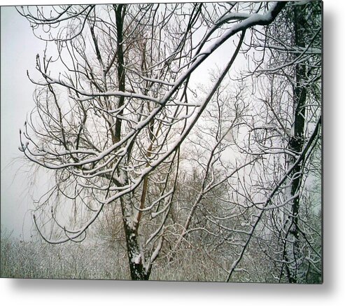 Landscape. Treescape. Photograph Of Snow Covered Tree Metal Print featuring the photograph Tree Lace by Desline Vitto
