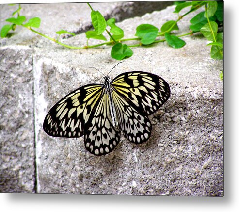 Tree Nymph Butterfly Metal Print featuring the photograph Tree Nymph Butterfly by Kathy White