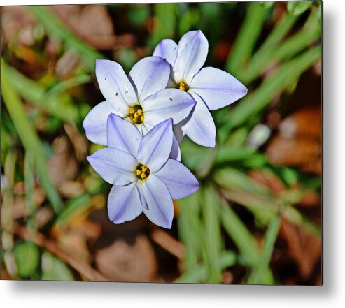 Flowers Metal Print featuring the photograph Trio by Linda Brown