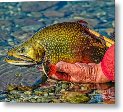 Trout Metal Print featuring the photograph Trout by Edward Fielding