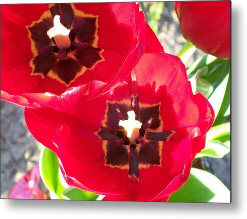 Beautiful Red Tulips From The Spring. Metal Print featuring the photograph Tulip Harmony by Belinda Lee