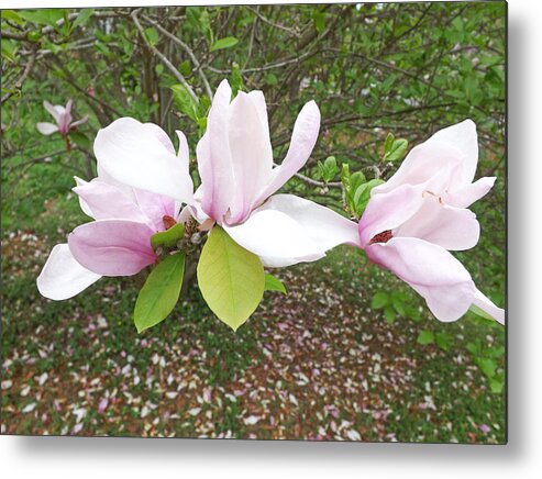 Garden Metal Print featuring the photograph Tulip Tree by Bill TALICH