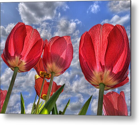 Photography Metal Print featuring the photograph Tulips Are Better Than One by Paul Wear