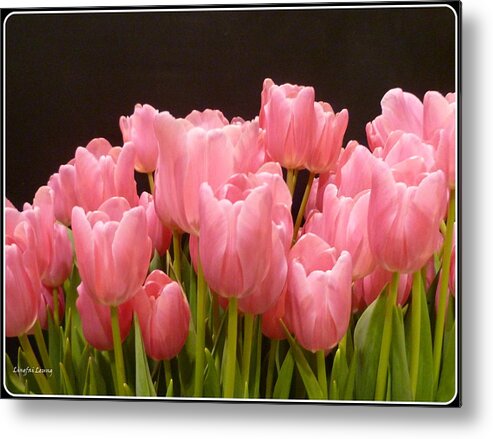 Tulips Metal Print featuring the photograph Tulips in Bloom by Lingfai Leung