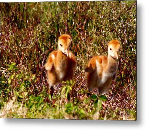  Fine Art Photograph Metal Print featuring the photograph Twin SandHill Chicks by Christopher Mercer