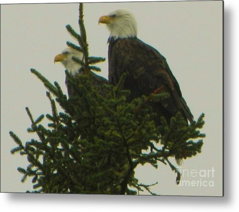 Garibaldi Metal Print featuring the photograph Two Eagles by Gallery Of Hope 