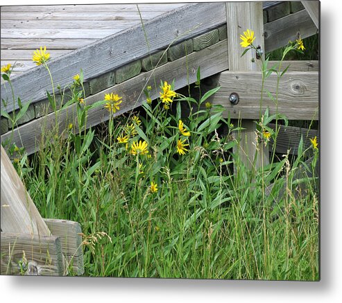 Yellow Flowers Metal Print featuring the photograph Under the Boardwalk by Laurel Powell
