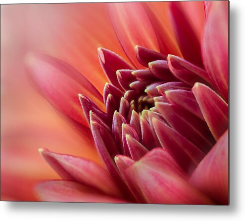 Flower Metal Print featuring the photograph Uplifting by Mary Jo Allen