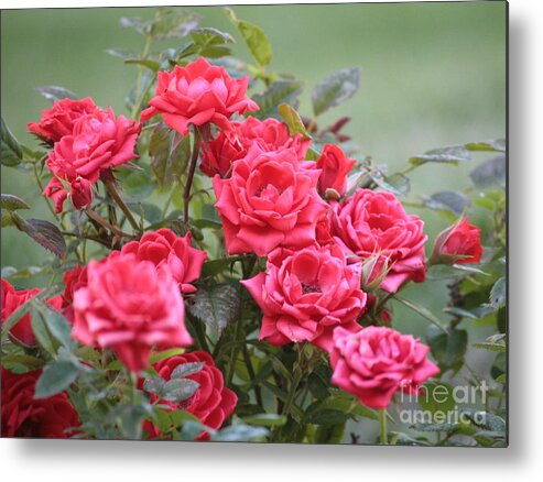 Roses Metal Print featuring the photograph Victorian Rose Garden by Carol Groenen
