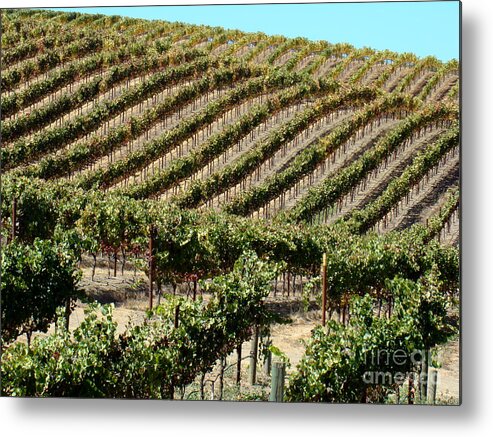 Landscape Metal Print featuring the photograph Vinyards in Napa Valley by Eva Kato