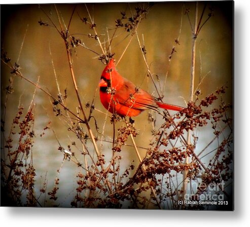 Cardinal Metal Print featuring the photograph Visitor by Rabiah Seminole