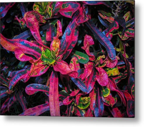 Flowers Metal Print featuring the photograph Vivid Variegated Croton by Penny Lisowski