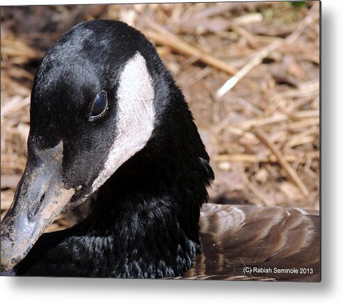 Canadain Goose Metal Print featuring the photograph Waggles the Canadian Goose by Rabiah Seminole