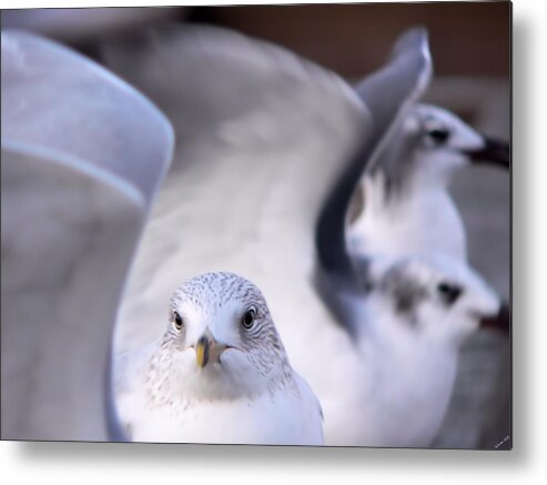 Waiting In The Wings Metal Print featuring the photograph Waiting In The Wings by Kathy K McClellan