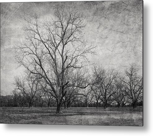 Tree Metal Print featuring the photograph Waiting by Kim Hojnacki