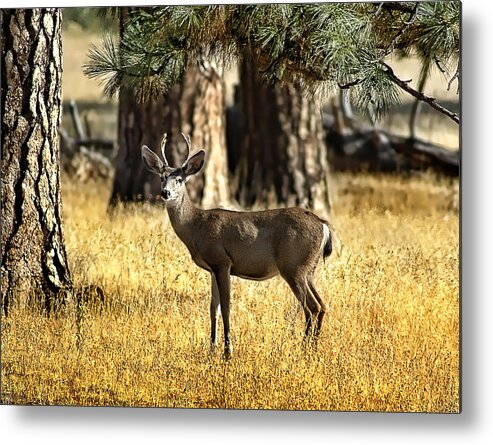 Deer Metal Print featuring the photograph Watchful Young Buck by Abram House