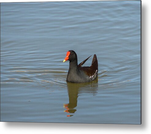 Duck Metal Print featuring the photograph Moorhen II by Carl Moore