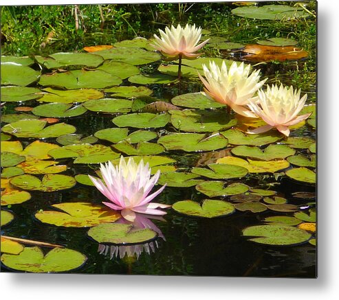 Flowers Metal Print featuring the photograph Water Lilies by Dave Hall