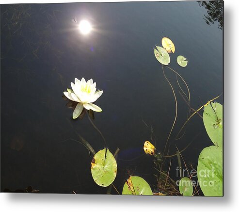 Water Lily Metal Print featuring the photograph Water Lily by Laurel Best