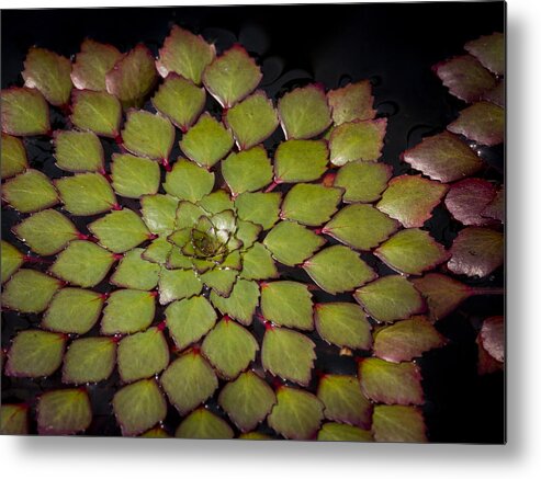 Water Metal Print featuring the photograph Water Lily Pattern by Jean Noren