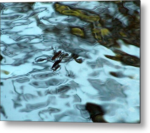 Landscape Metal Print featuring the photograph Water Spider by Wayne Enslow