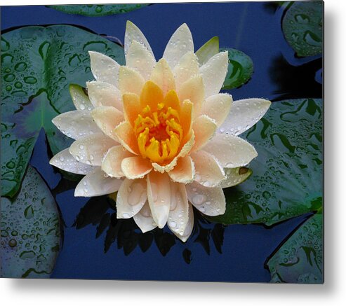 Waterlily Metal Print featuring the photograph Waterlily After a Shower by Raymond Salani III