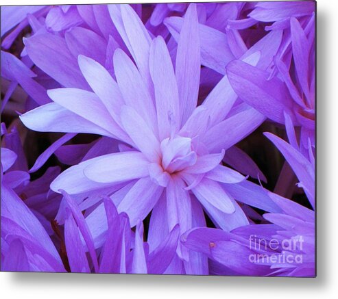 Water Lily Crocus Metal Print featuring the photograph Waterlily Crocus by Michele Penner