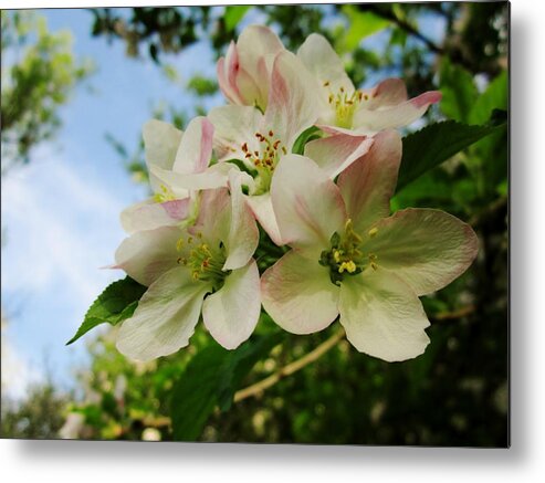 Cherry Blossoms Metal Print featuring the photograph Welcome Blossoms by Cynthia Clark