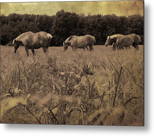 Horse Metal Print featuring the photograph We're a Team by Scott Kingery