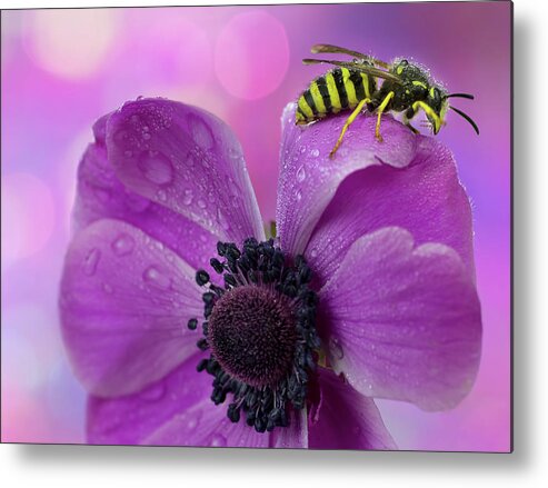 Insect Metal Print featuring the photograph Wet Wasp by Mikroman6