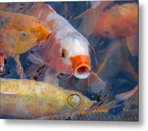Fish Metal Print featuring the photograph What a Crowd by Laurel Powell