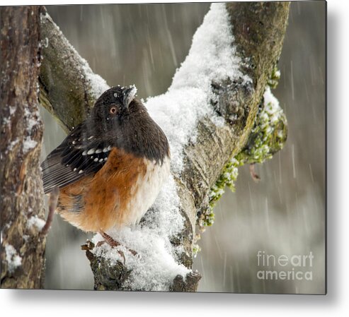 Spotted Towhee Metal Print featuring the photograph What is this? by Inge Riis McDonald