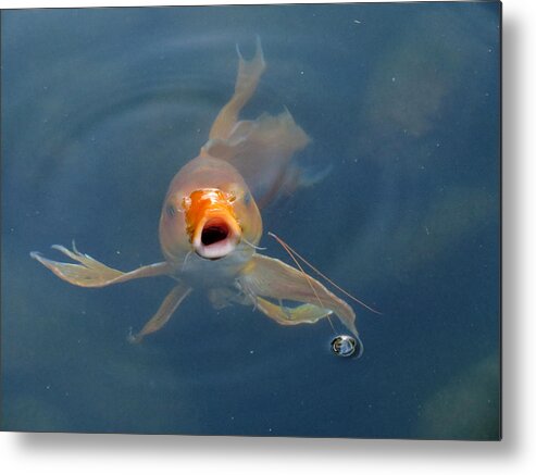 Fish Metal Print featuring the photograph Where's the Food by Laurel Powell