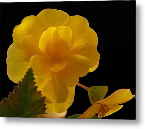 Flowers Metal Print featuring the photograph Whispering Softly by Tom Druin